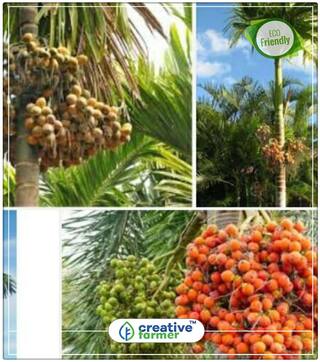 Areca Palm Perfect Home Garden Plant Seeds