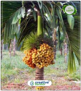 Arecanut Seeds Perfect Home Garden Plant Seeds