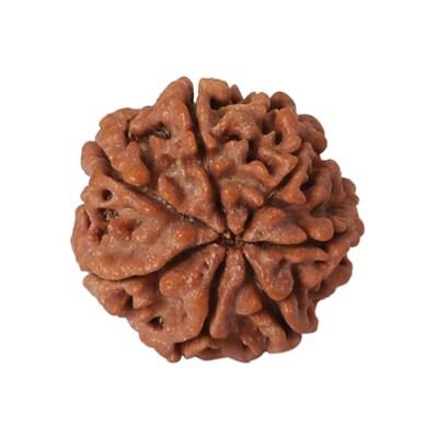 

Arohi 100 Natural Lab Certified Seven Faced 7 Faced 7 Mukhi (Saat Mukhi) Round Shaped Brown Rudraksha