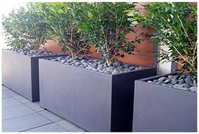 Aromatic Foliage Aromatic Orange-Like Fragrance Jasmine Flower Seeds - 10 Seeds by Creative Farmer