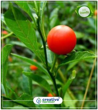 Ashwagandha India Ginseng- Seeds Herb Seeds For Kitchen Garden Perfect Home Garden Plant Seeds