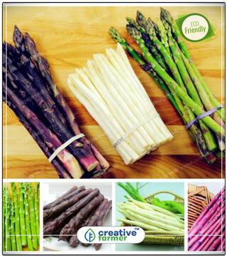 Asparagus Native To Northern Africa Herb Seeds For Kitchen Garden Perfect Home Garden Plant Seeds
