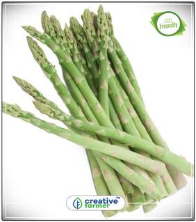 Asparagus Officinalis (Shatavari Family ) Herb Seeds For Home Garden Perfect Home Garden Plant Seeds