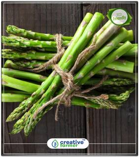 Asparagus Officinalis Vegetable Crop Herb Seeds For Garden Perfect Home Garden Plant Seeds