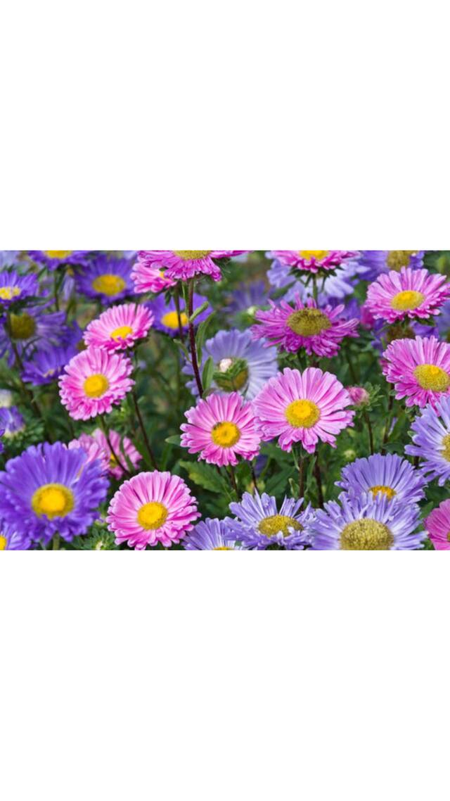Aster Flower Multi-colour Super Flowers Seeds