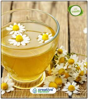Babuna Chamomile Herb Seeds For Garden Perfect Home Garden Plant Seeds