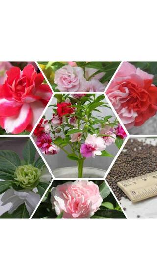 Balsam Flowers *Brother of Rose* Magni Seeds For Home Garden - Pack of 30 Seeds