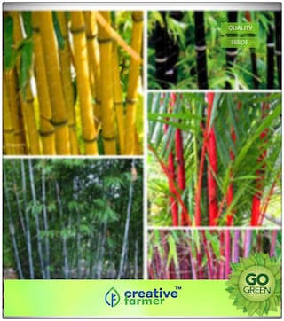 Bamboo Plant Seeds Bamboo Seeds Premium Kitchen Garden Plant Seeds