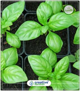 Basil Greek Green Medium Leaves Microgreens Seeds Pack - 50 Seeds Herb Seeds For Garden Perfect Home Garden Plant Seeds