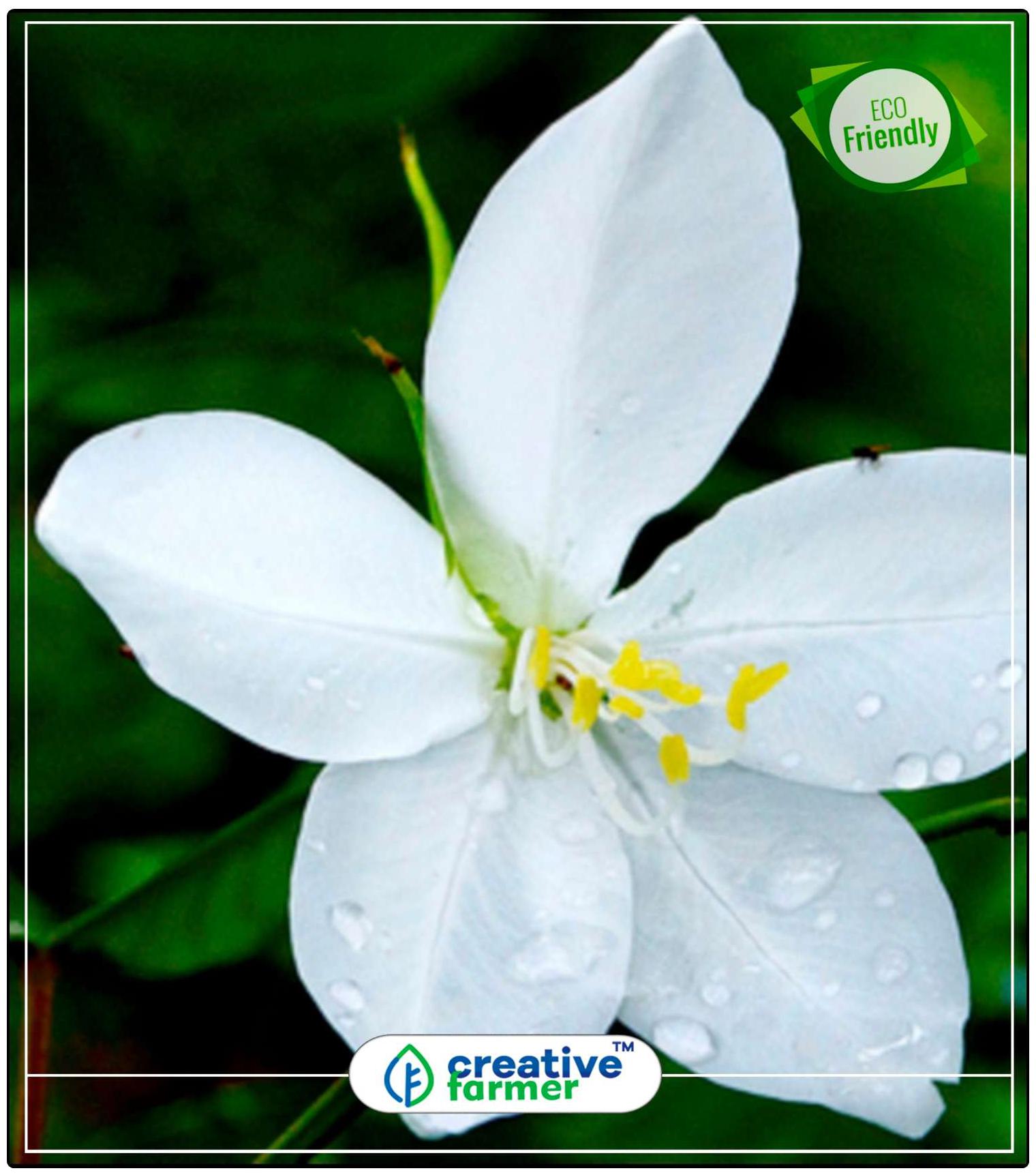 https://assetscdn1.paytm.com/images/catalog/product/H/HO/HOMBAUHINIA-WHICREA887478A0AF63/1563037124830_0..jpg