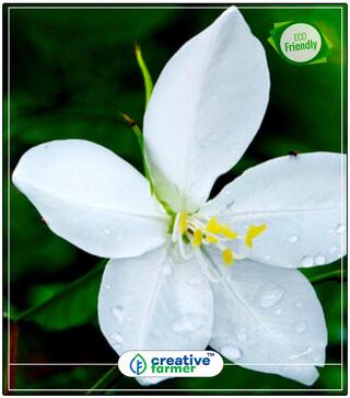 Bauhinia White Orchid Tree Summer Seeds Flower Perfect Home Garden Plant Seeds