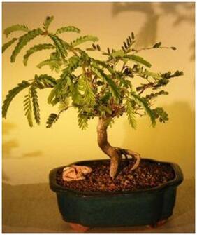 Beautiful Bonsai Sweet Tamarind Bonsai Seeds (Pack Of 5) For Hot Climate-by Creative Farmer