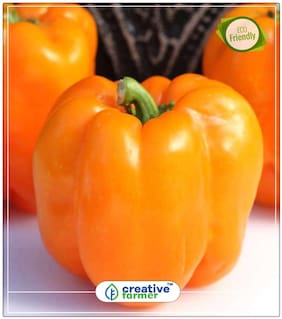 Bell Pepper Capsicum - Red Colour - Hybrid Ornamental Vegetable Seeds Perfect Home Garden Plant Seeds