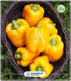 Bell Pepper Capsicum - Yellow Colour - Hybrid Ornamental Plant Seeds Perfect Home Garden Plant Seeds