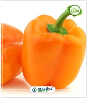 Bell Pepper Capsicum - Orange Colour - Hybrid Ornamental Plant Seeds Perfect Home Garden Plant Seeds