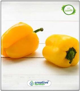 Bell Pepper Capsicum - Yellow Colour - Hybrid Ornamental Vegetable Seeds Perfect Home Garden Plant Seeds
