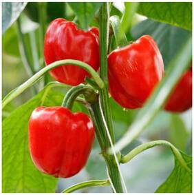 Bell pepper Capsicum - Red Colour - Hybrid