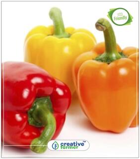 Bellpepper Orange Wonder Ornamental Plant Seeds Perfect Home Garden Plant Seeds