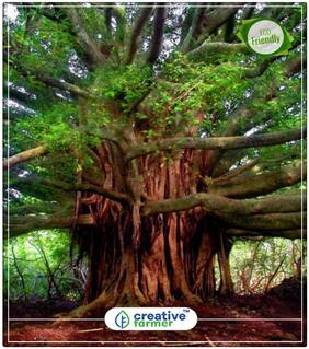 Benghalensis India Banyan Fig Tree Seeds Fruiting Fig Bonsai Suitable Flower Plant Perfect Home Garden Plant Seeds