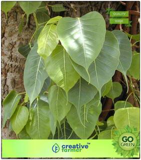 Birth Star Tree Seeds: Elangi - Pooyam Premium Kitchen Garden Plant Seeds