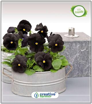 Black Pansy Fresh Hyb Pot Variety Plants Seeds For Home Decor Perfect Home Garden Plant Seeds