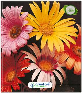 Blue Eyed Daisy - Arctotis Grandis Summer Seeds Of Flowers Perfect Home Garden Plant Seeds