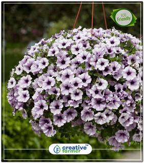 Blue Petunia Trailing Hanging Gardening Seeds Flower Perfect Home Garden Plant Seeds