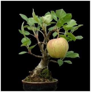 Buy Bonsai Apple Tree Fruit Seeds Online At Low Prices In India Paytmmall Com