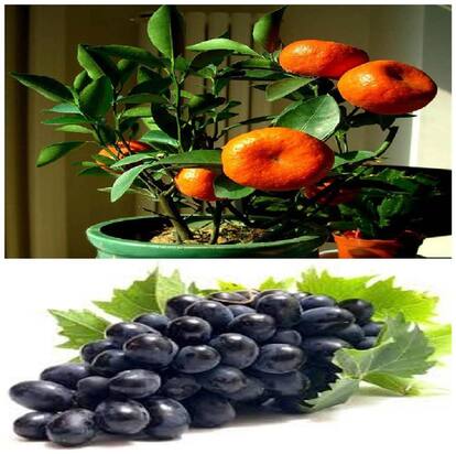 Bonsai Orange + Grapes Fruit Plant Seeds