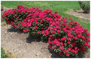 Bonsai Plant Rose Seeds Plants For Outdoor Lawn Bonsai Seeds (Pack Of 5) For Indian Climate-by Creative Farmer