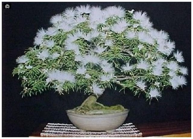 Bonsai Plant Persian Acacia Bonsai Seeds (Pack Of 5) Bonsai Good For Indoor-by Creative Farmer