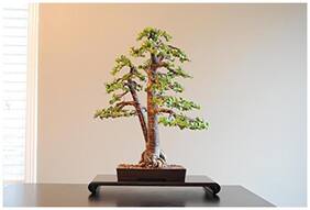 Bonsai Plant Guanacaste Bonsai Tree Seeds For Garden-By Creative Farmer