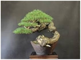 Bonsai Plant Whistling Pine Bonsai Tree Seeds For Indian Climate-By Creative Farmer