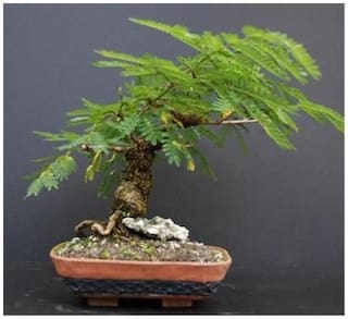 Bonsai Plant Seeds - Mimosa Pudica Bonsai Seeds 20 Seeds For Home Garden-by Creative Farmer