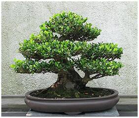 Bonsai Plant Dalbergia Emarginata East Indian Rosewood Bonsai Tree Seeds For Hot Climate-By Creative Farmer