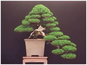 Bonsai Plant Sakura Bonsai Bonsai Seeds (Pack Of 5) For Home Garden-by Creative Farmer