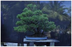 Bonsai Plants For Beginners Whistling Tree Bonsai Tree Seeds For Indian Climate-By Creative Farmer