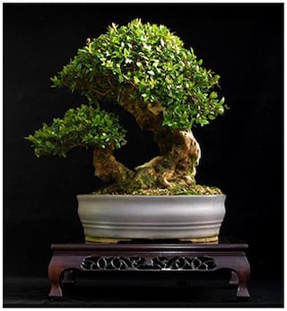 Bonsai Plant Rosewood Roseta Bonsai Tree Seeds For Beginners-By Creative Farmer
