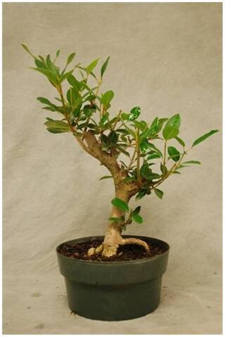 Bonsai Plant Mahogany Bonsai Tree Seeds For Home D cor-By Creative Farmer