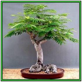 Bonsai Seeds Gulmohar Imported Bonsai Seeds By Creative Farmer