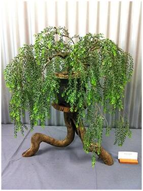 Bonsai Seeds Peltophorum Pterocarpum Imported Bonsai Seeds By Creative Farmer
