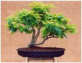 Bonsai Seeds Poinciana Imported Bonsai Seeds By Creative Farmer