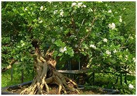 Bonsai Seeds Chalcas Japanensis Scented Flowers Imported Bonsai Seeds By Creative Farmer