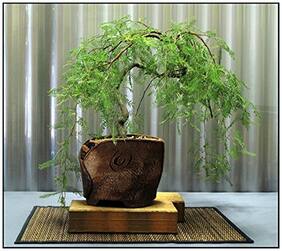 Bonsai Seeds Copperpod Imported Bonsai Seeds By Creative Farmer