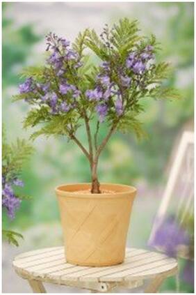 Bonsai Seeds Jacaranda Mimosifolia Imported Bonsai Seeds By Creative Farmer
