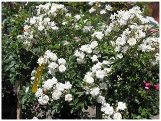 Bonsai Seeds - White Climbing Rose Flower Seeds Bonsai Seeds (Pack Of 5) For Beginners-by Creative Farmer