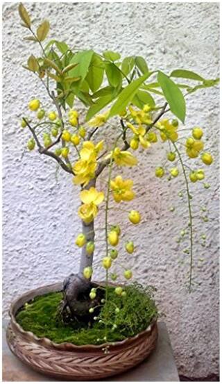 Bonsai Seeds - Cassia Fistula Bonsai Tree Seeds For Beginners-By Creative Farmer