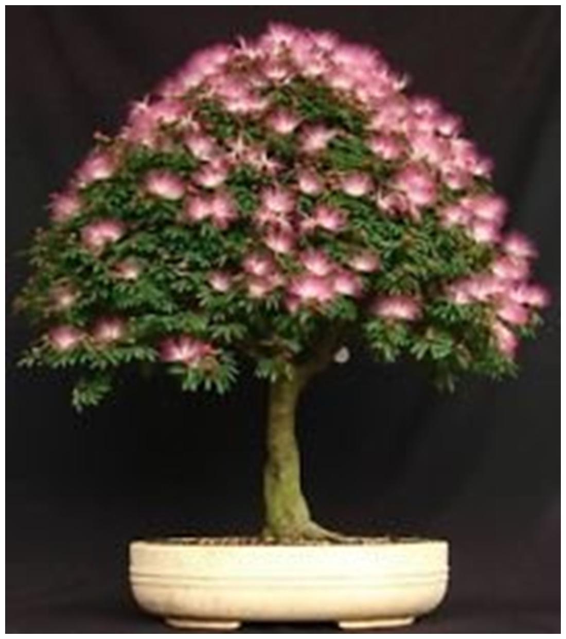 https://assetscdn1.paytm.com/images/catalog/product/H/HO/HOMBONSAI-SEEDSCREA8874791853195/1563031784849_1..jpg