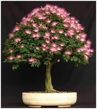 Bonsai Seeds Amaivagai Imported Bonsai Seeds By Creative Farmer