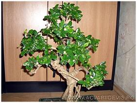 Bonsai Seeds Murrayya Exotica Imported Bonsai Seeds By Creative Farmer